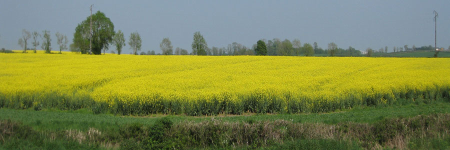 Fields of Rape Seed